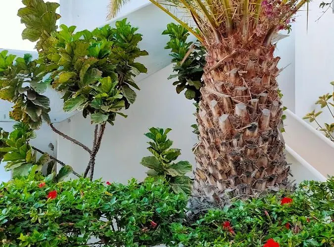 Flor De Cactus 公寓 *